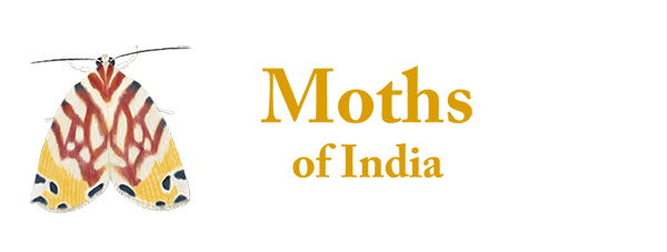 Moths of India